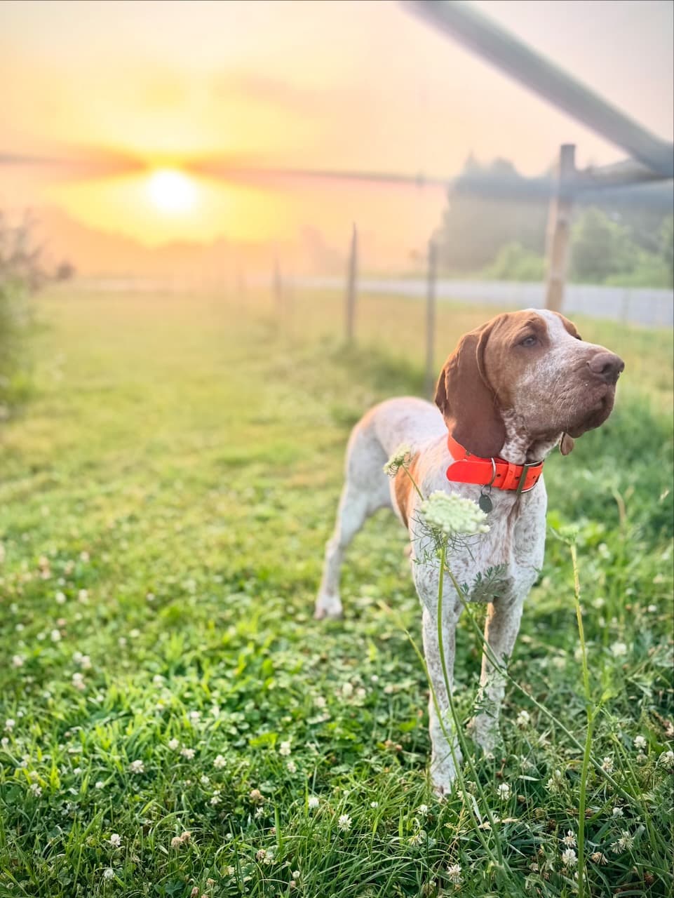 Dog watching sunrise over Northumberland County farm fields