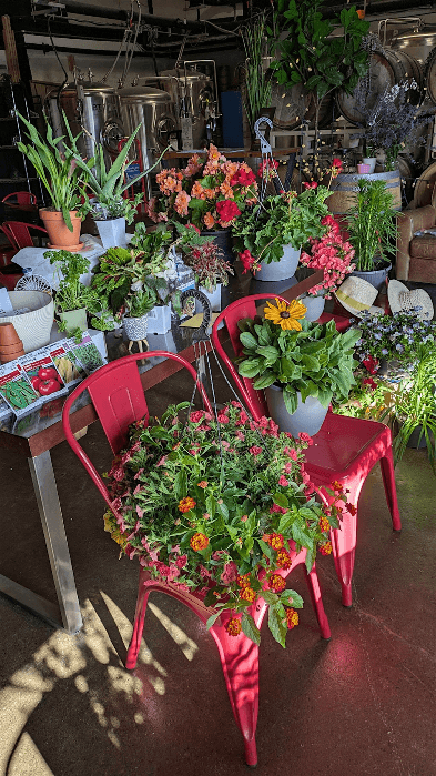 Plant Match "Bingo" (Peterborough)