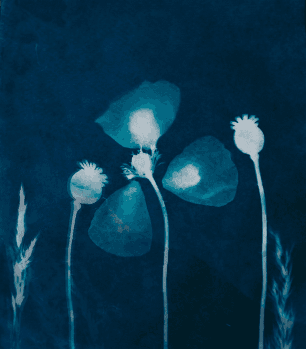 Cyanotype Workshop