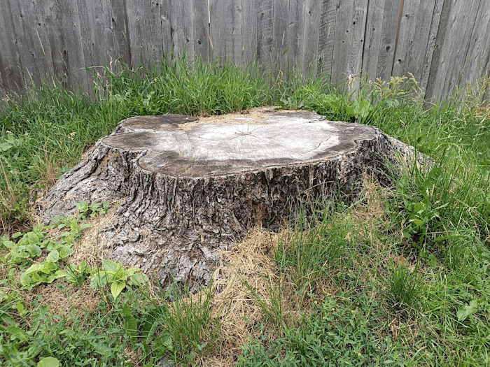 Shrub & Tree 101 Workshop