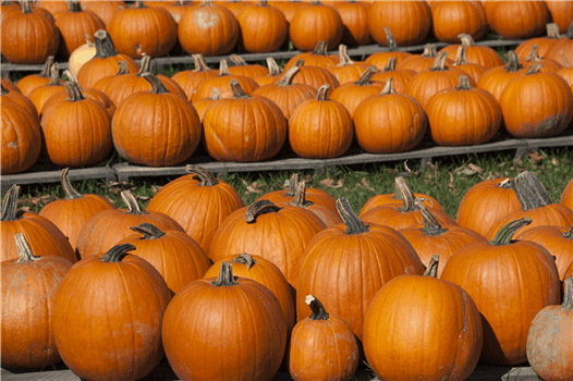 Trick or Truth? Halloween Event @ QMNH