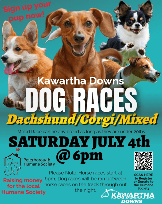 Live Harness Racing & Dog Races