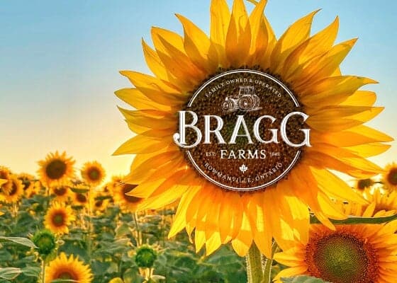 Bragg Farms Sunflower Bloom