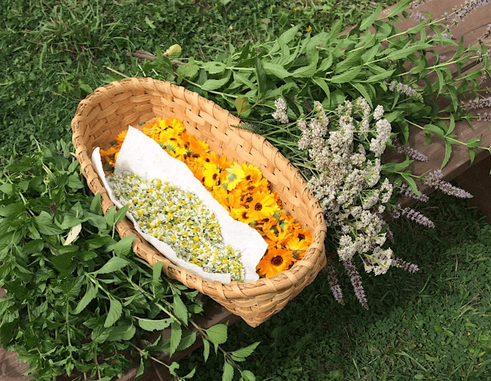 Ethical Foraging Workshop