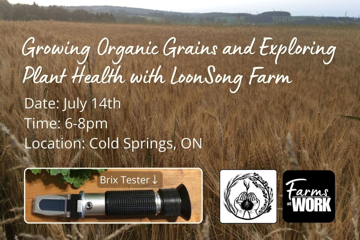 Growing Organic Grains and Exploring Plant Health with LoonSong Farm